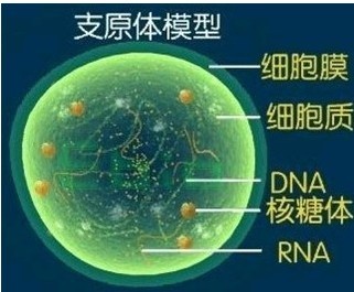 peprotech細胞因子